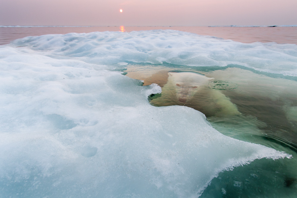 polar bear sailing yacht